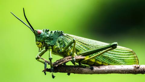 Grasshopper Bank впроваджує MCP-сервер Narmi для отримання бізнес-аналітики на базі ШІ
