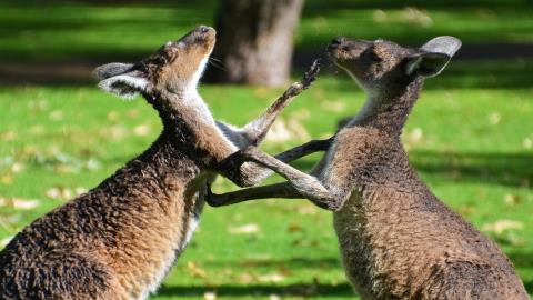 Mastercard та Coinbase змагаються за стабільну монету компанії BVNK